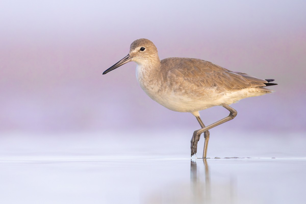 Willet - ML612300178