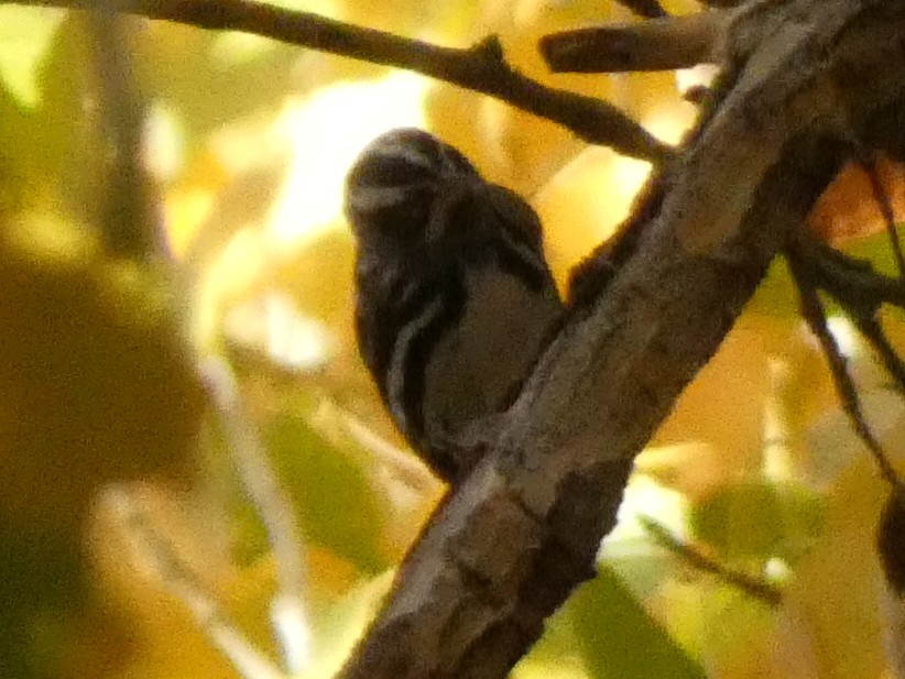 Black-and-white Warbler - ML612300252