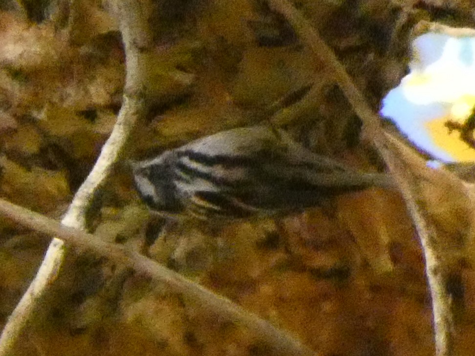 Black-and-white Warbler - ML612300254