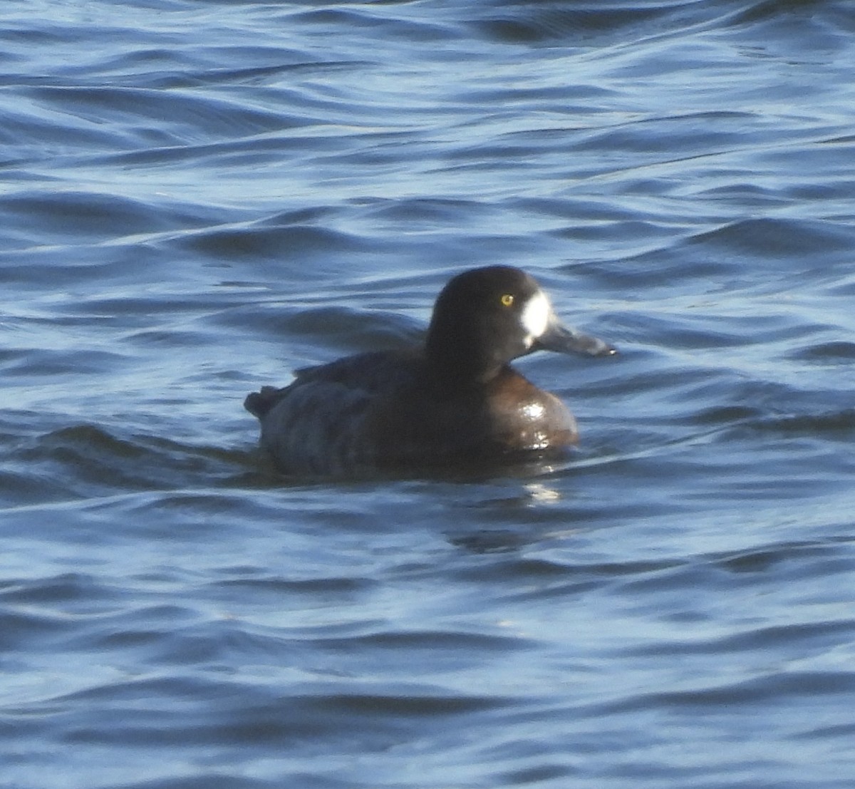 Greater Scaup - ML612300340
