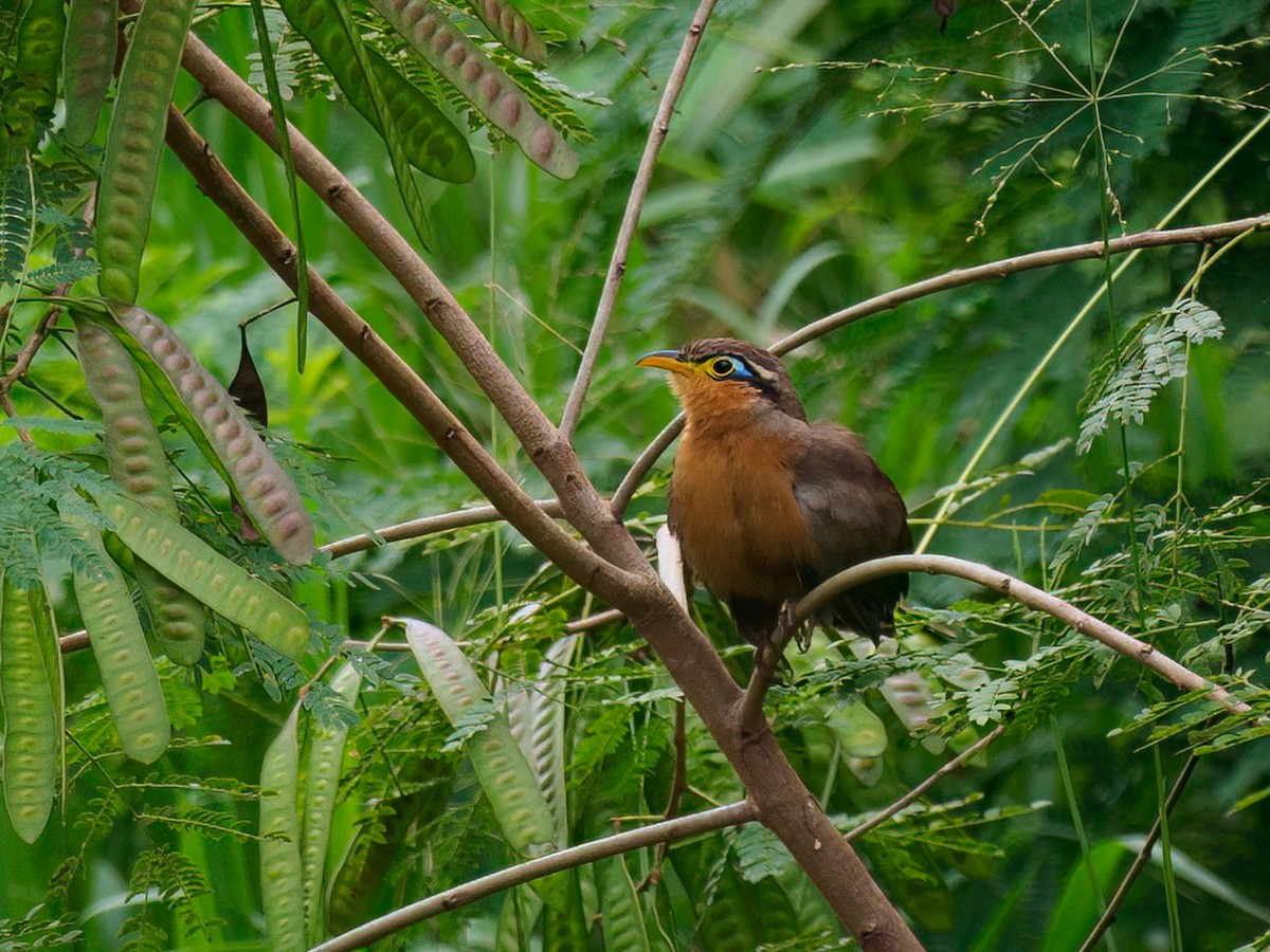 Lesser Ground-Cuckoo - ML612300372