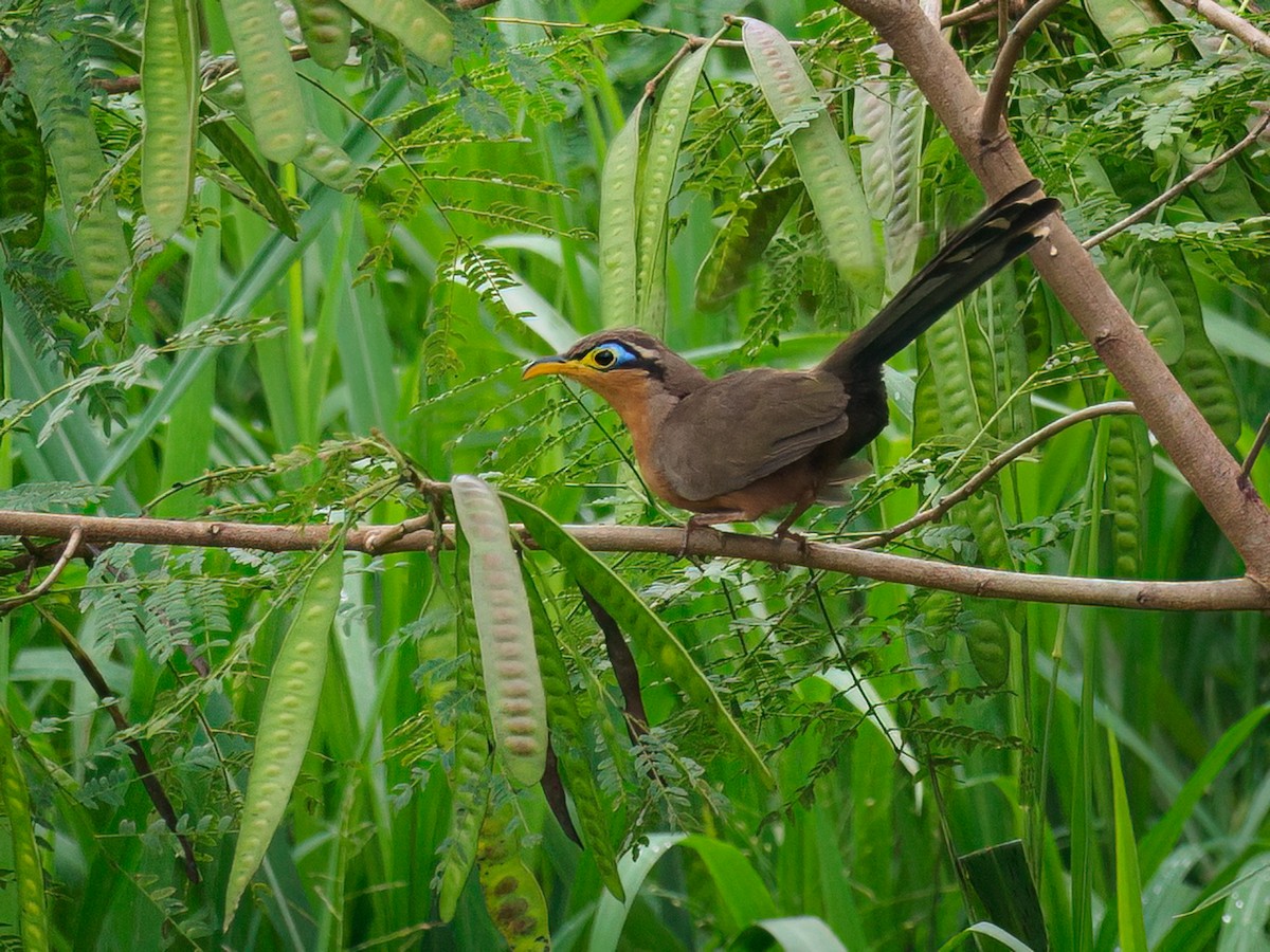 Lesser Ground-Cuckoo - ML612300373