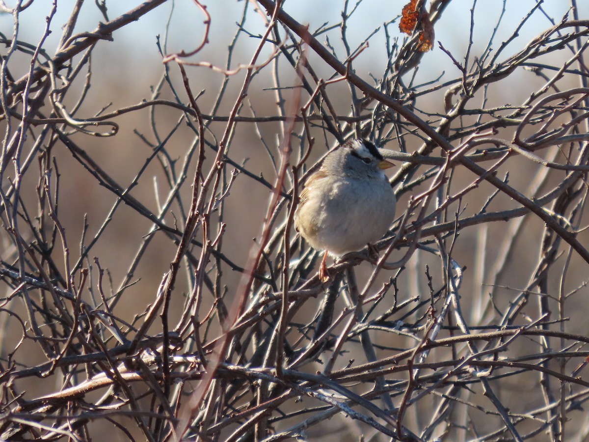White-crowned Sparrow - ML612300437