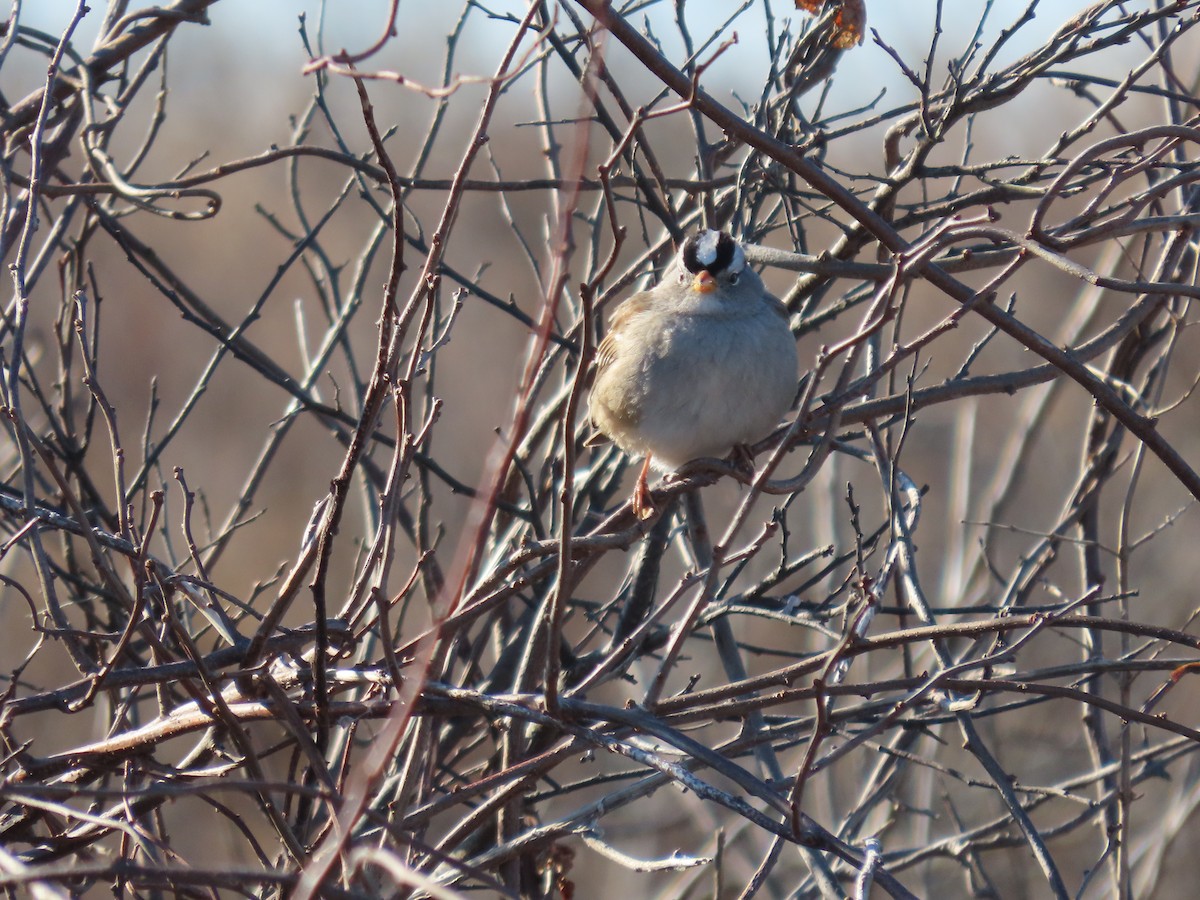 White-crowned Sparrow - ML612300441