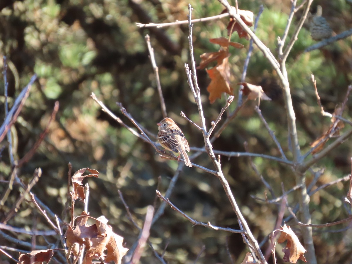 Field Sparrow - ML612300443