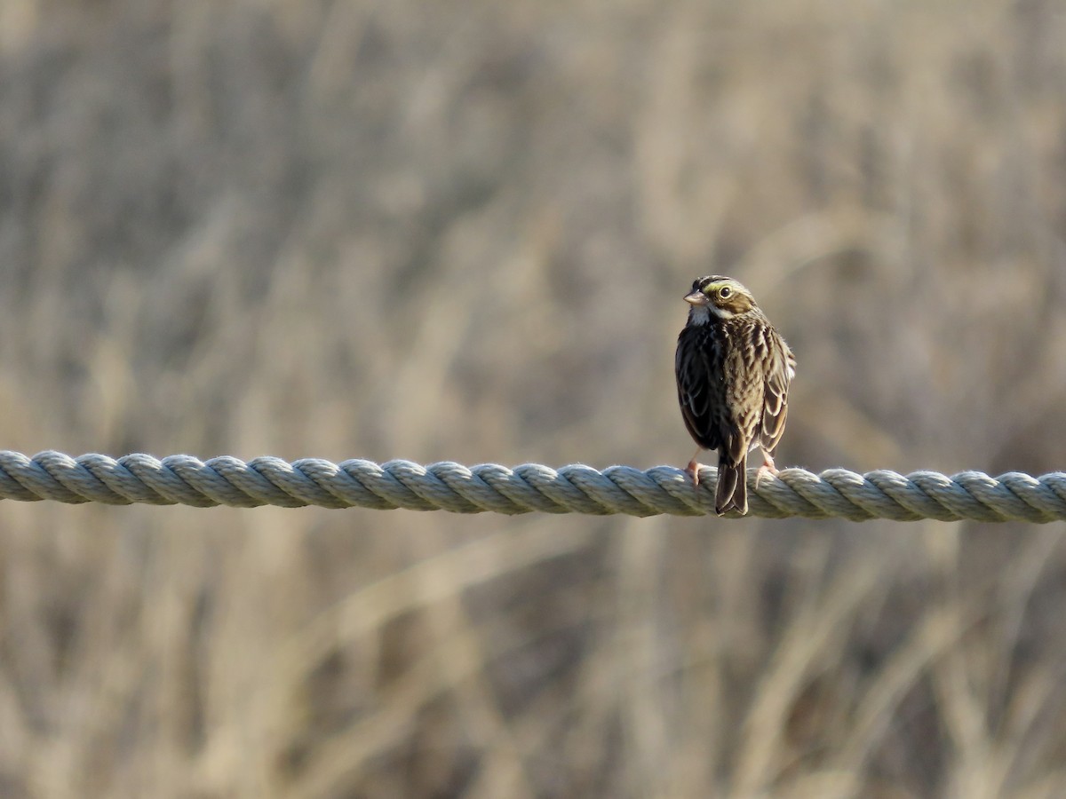 Savannah Sparrow - ML612300453