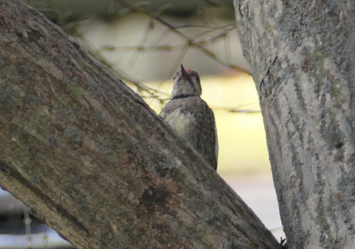 Yellow-bellied Sapsucker - ML612300461