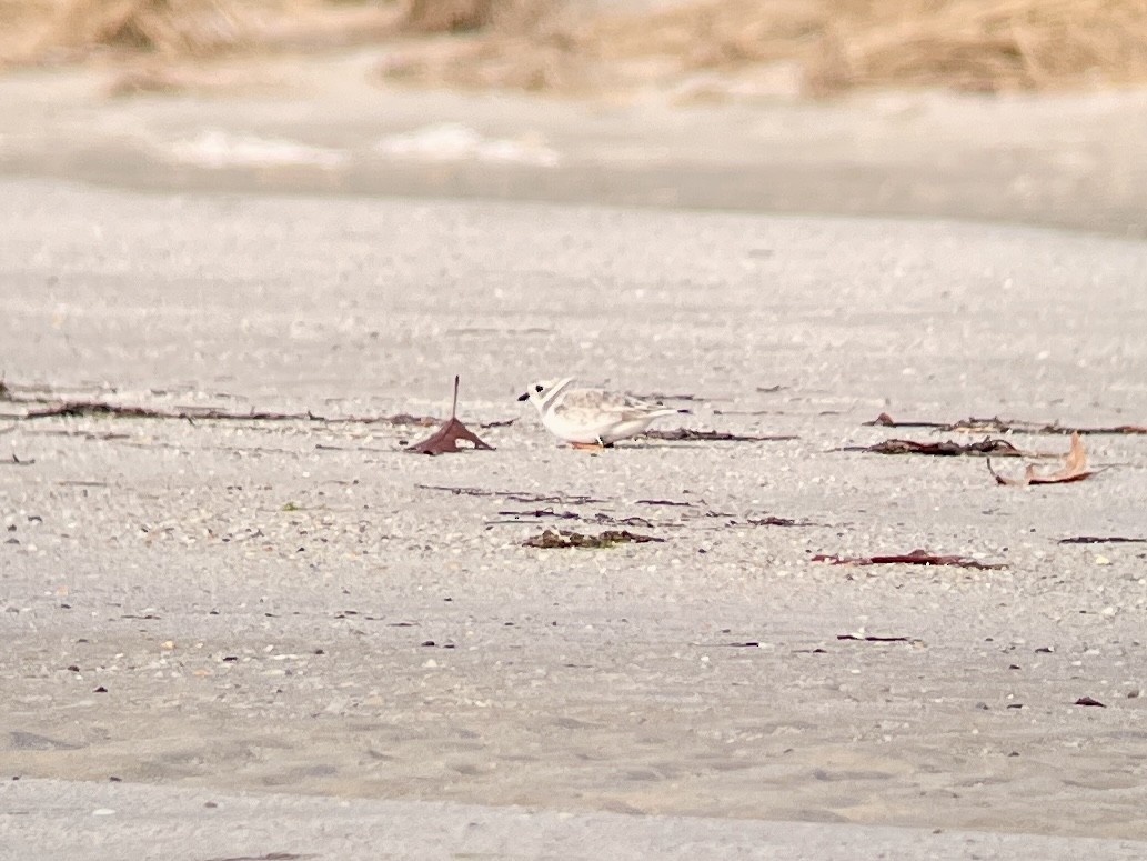 Piping Plover - ML612300516