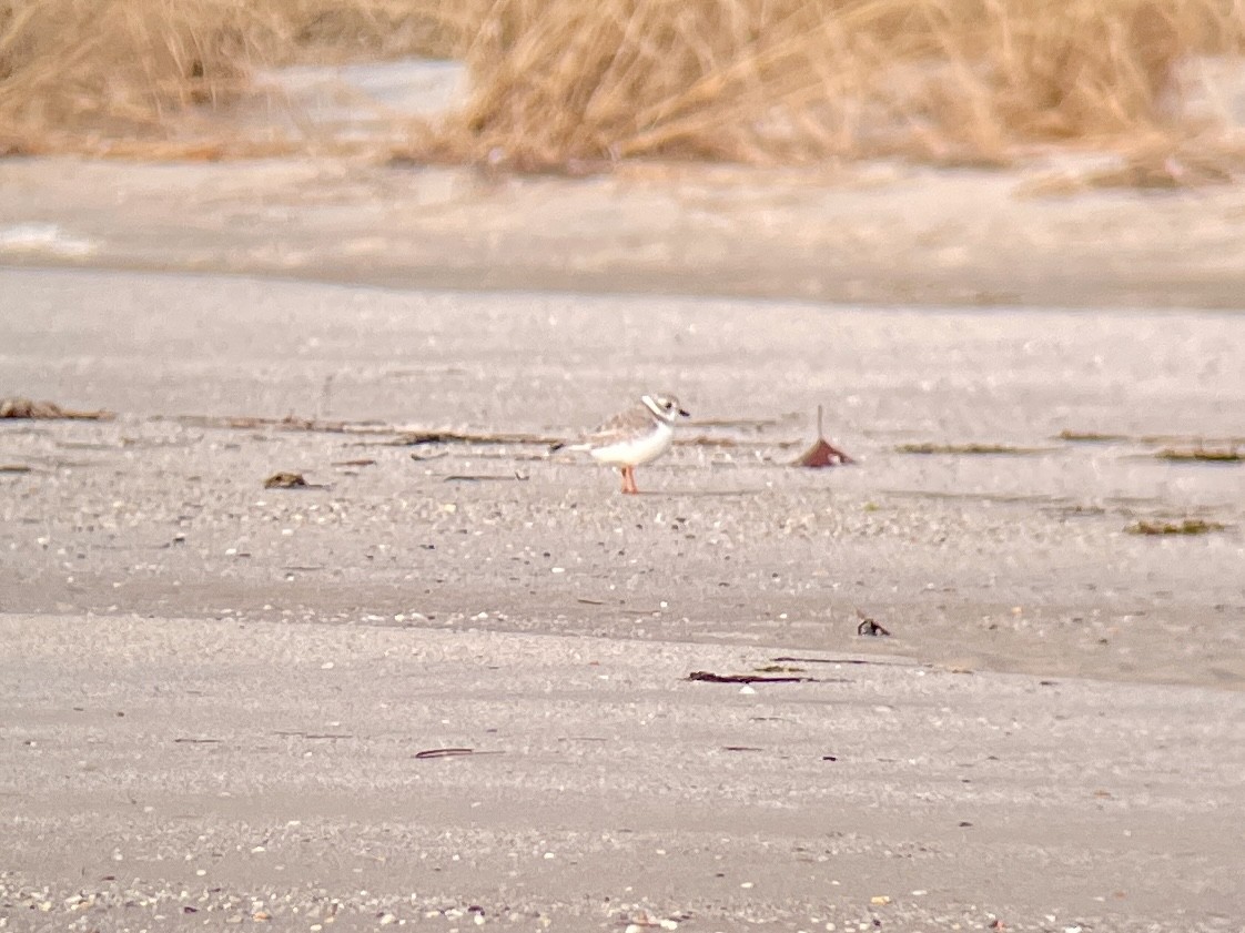 Piping Plover - ML612300517