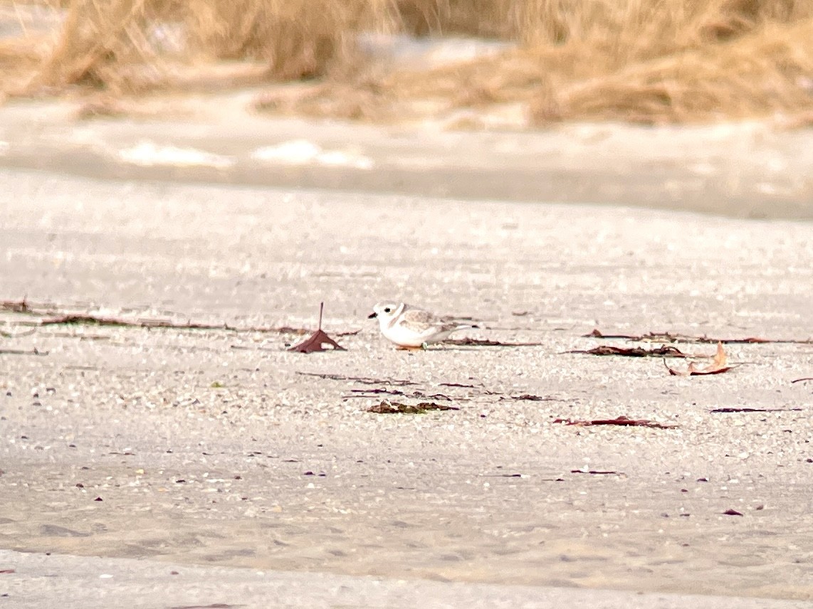 Piping Plover - ML612300518
