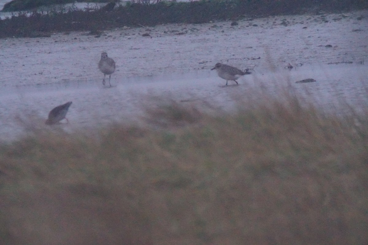 Black-bellied Plover - ML612300528