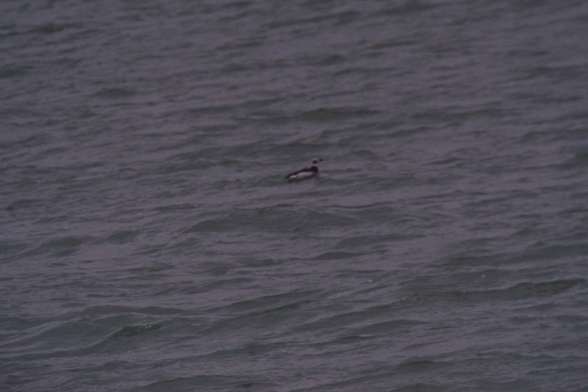 Long-tailed Duck - ML612300547