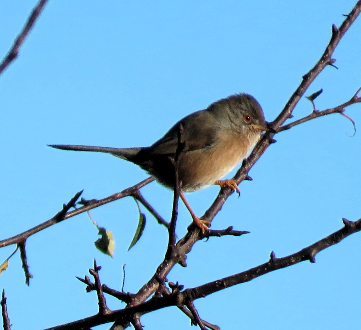 Dartford Warbler - ML612300560