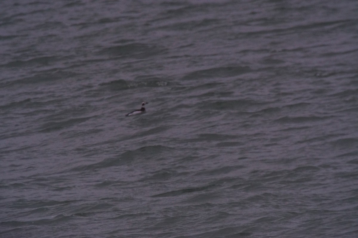 Long-tailed Duck - ML612300562
