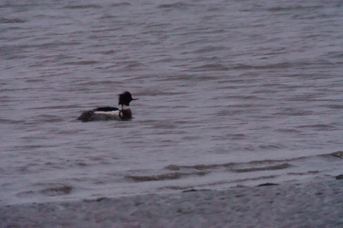 Red-breasted Merganser - ML612300611