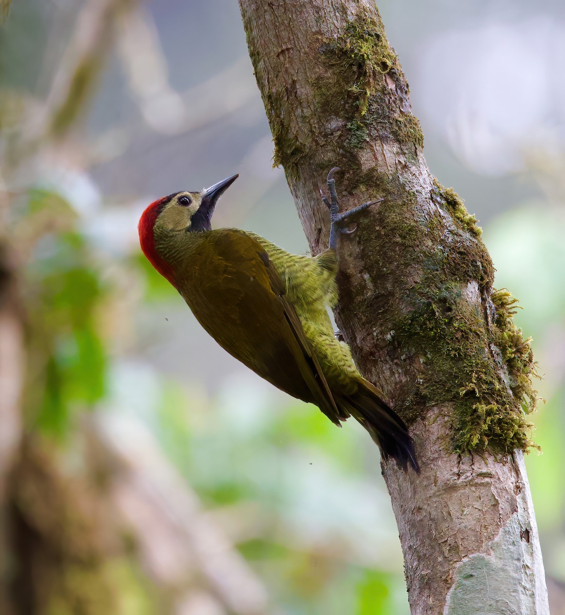 Golden-olive Woodpecker - ML612300670