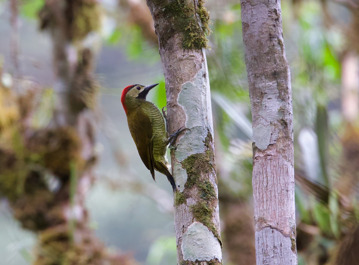 Golden-olive Woodpecker - ML612300671