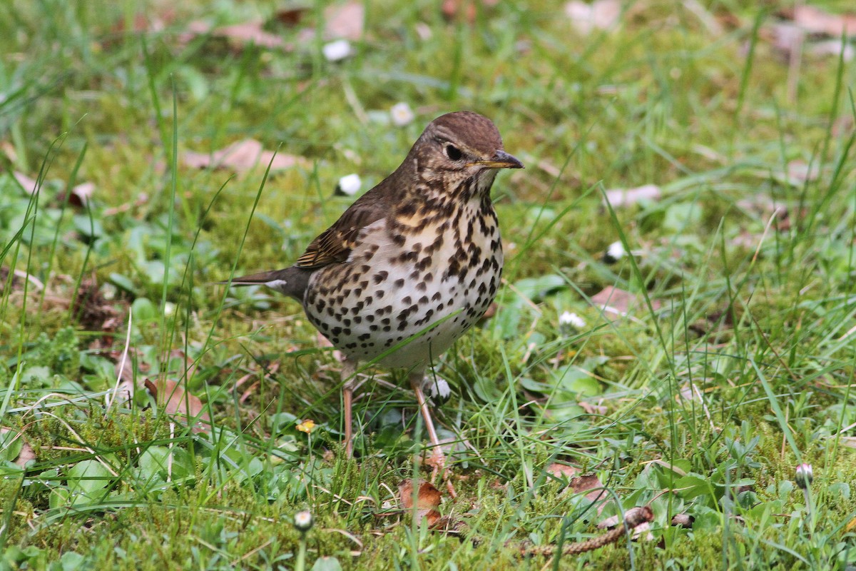 Song Thrush - ML612300730