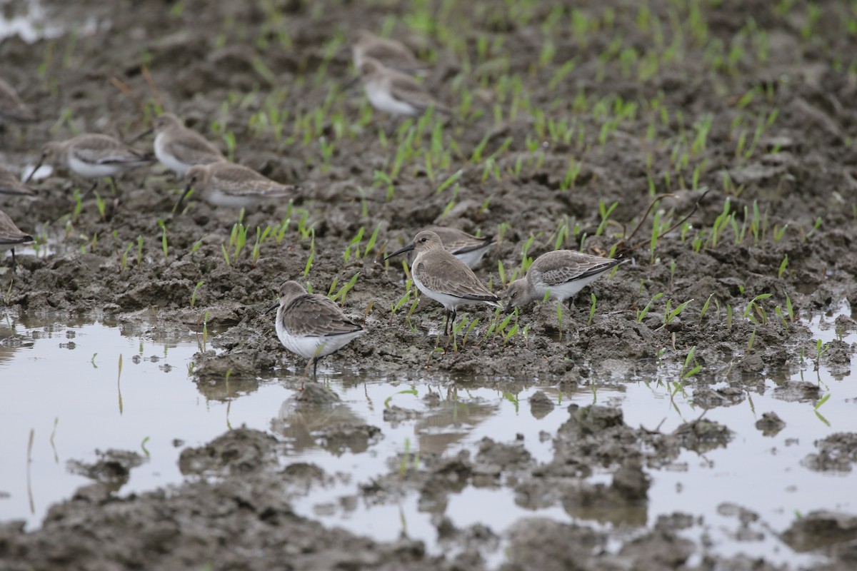 Dunlin - ML612300774