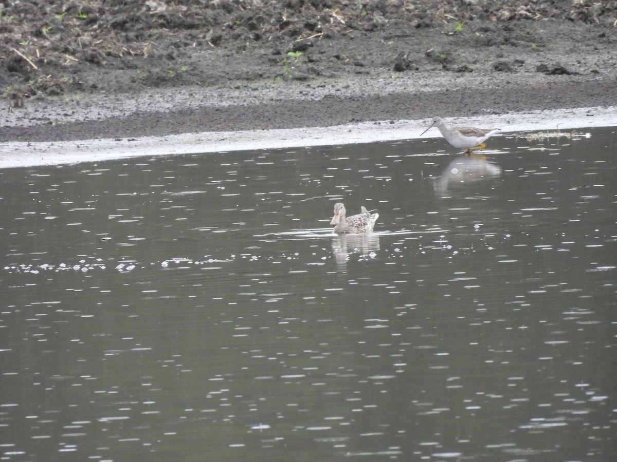 Northern Shoveler - ML612300786