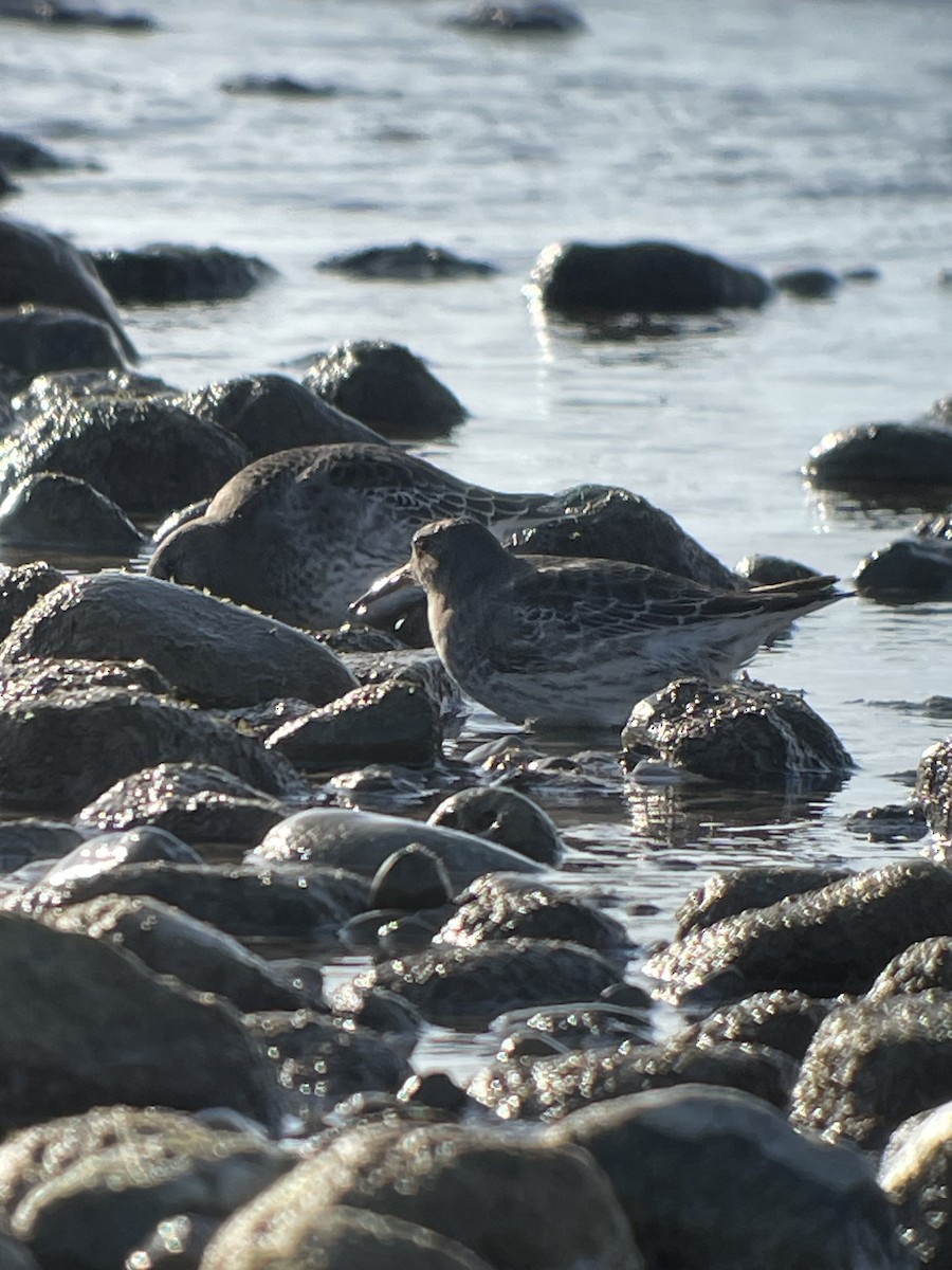 Purple Sandpiper - ML612300816