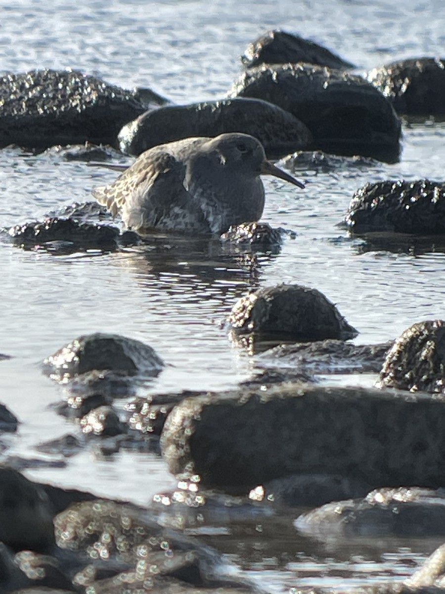 Purple Sandpiper - ML612300817