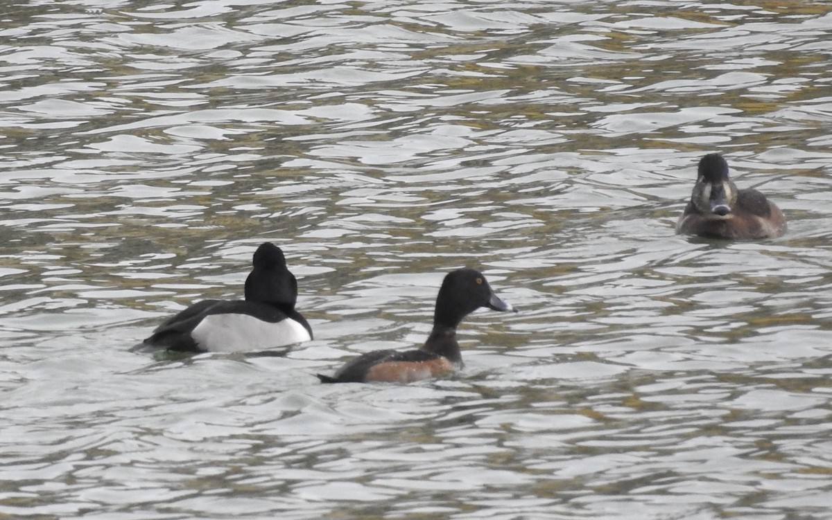 Ring-necked Duck - James Estep