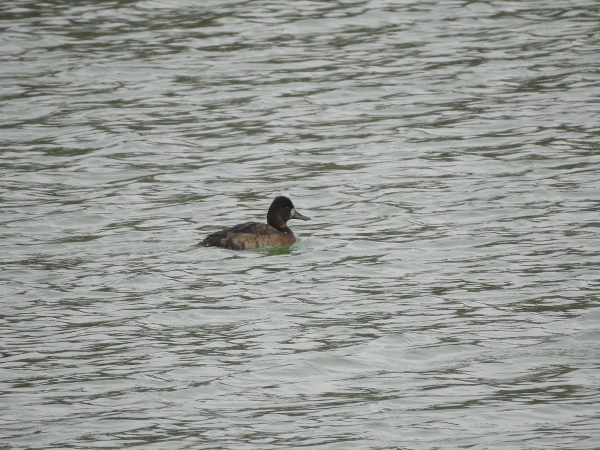 Ring-necked Duck - ML612300841