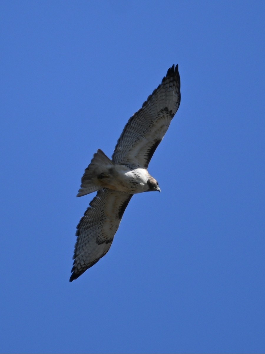Red-tailed Hawk - ML612300856