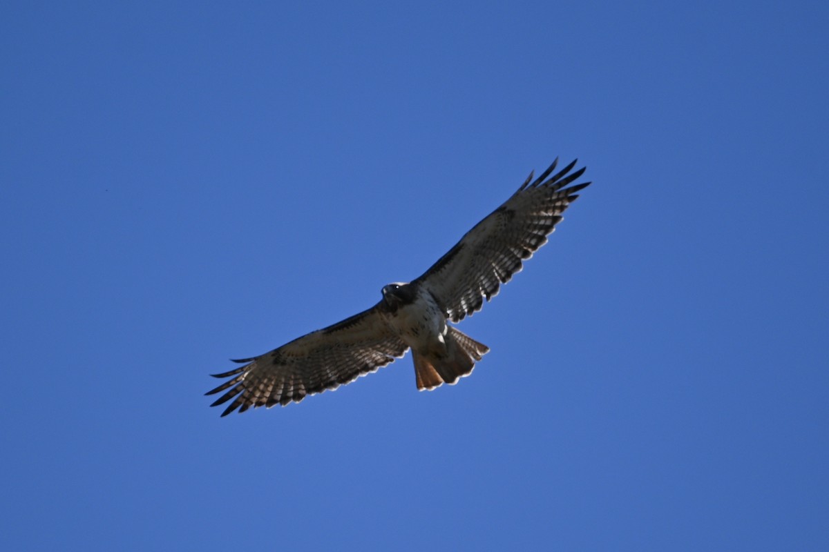 Red-tailed Hawk - ML612300857