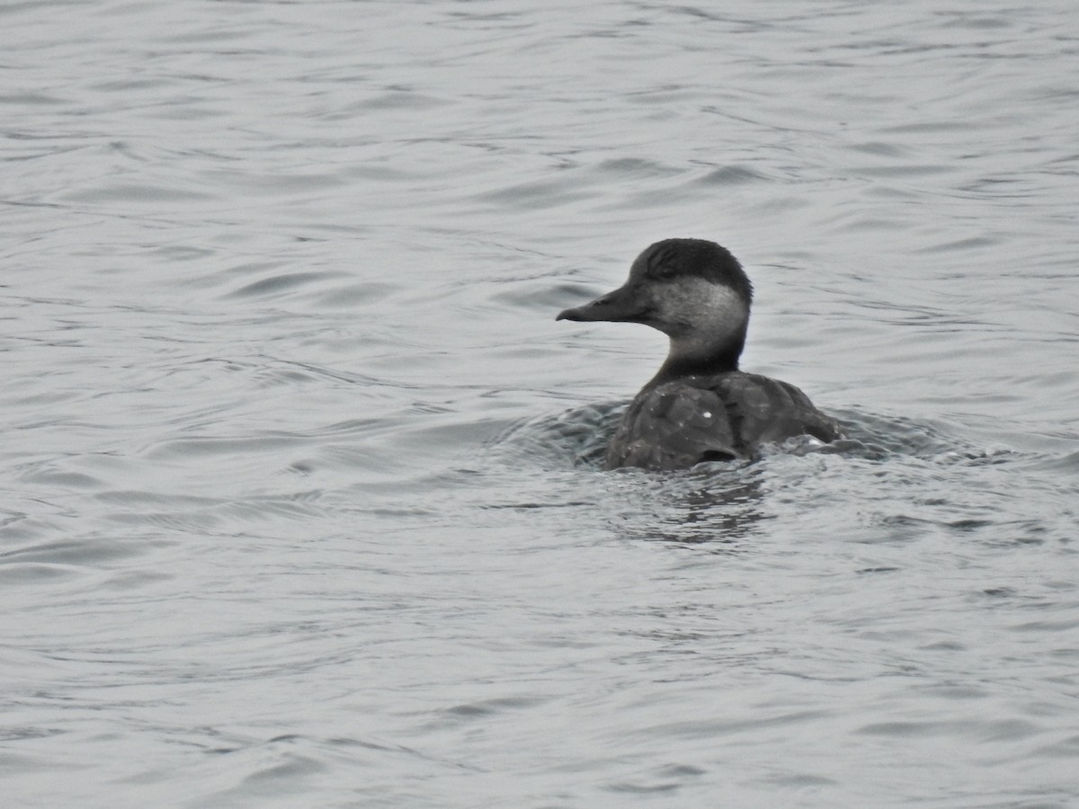 Black Scoter - ML612300858