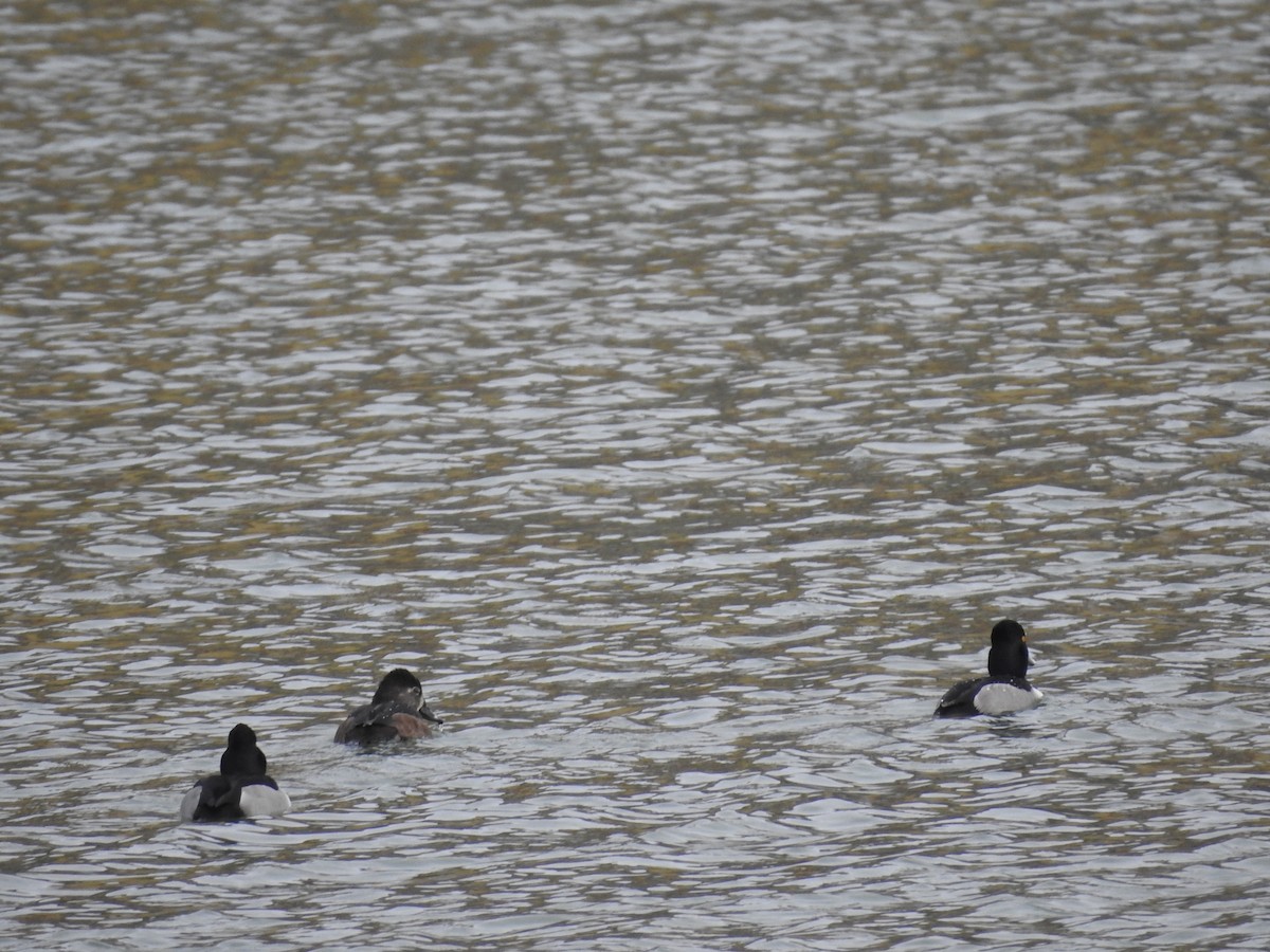 Ring-necked Duck - ML612300904