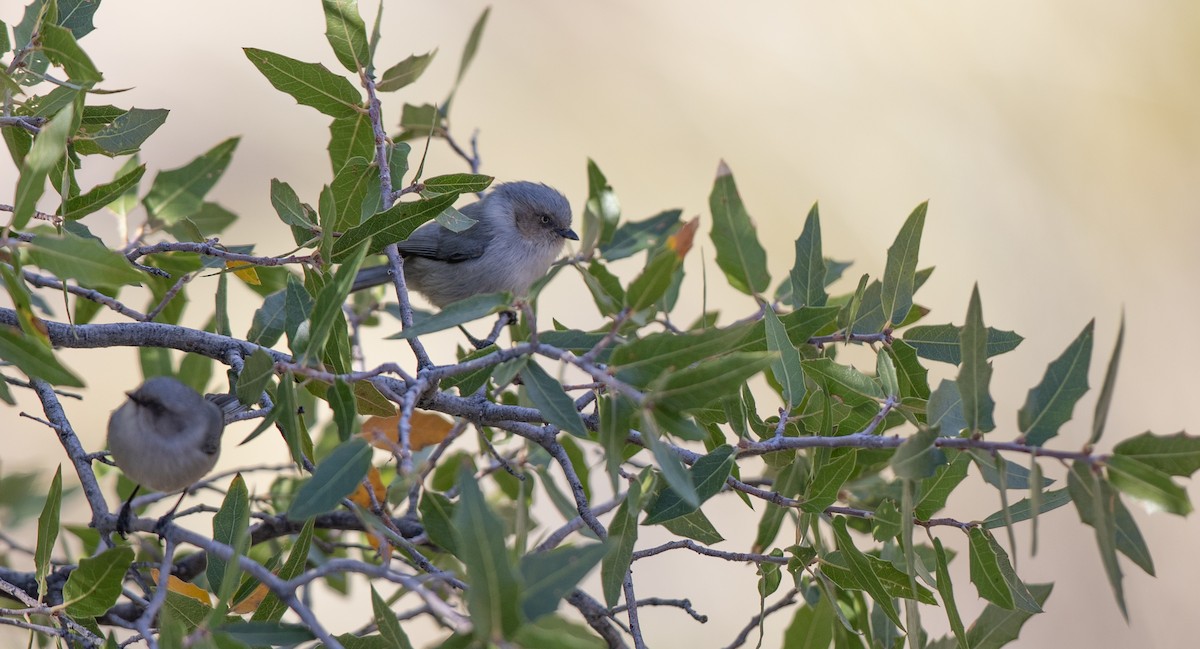 Bushtit (Interior) - ML612301029