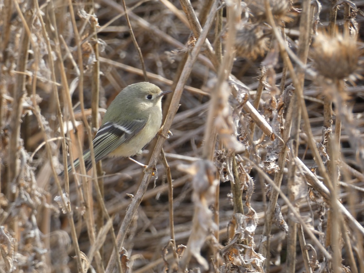 Ruby-crowned Kinglet - ML612301115