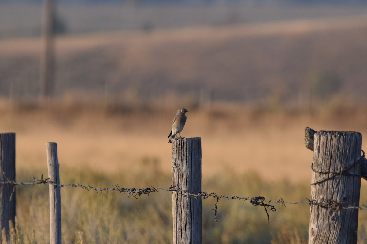 Western Bluebird - Alexander Cherinko