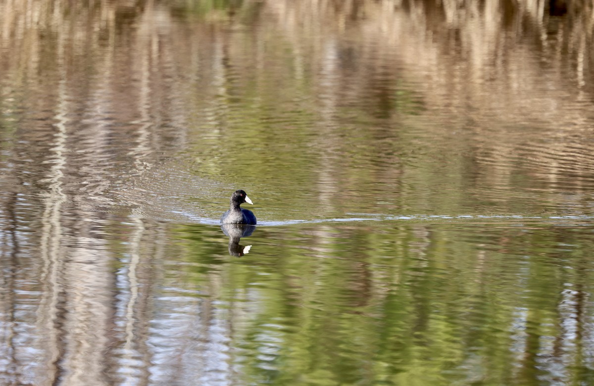 American Coot - ML612301197