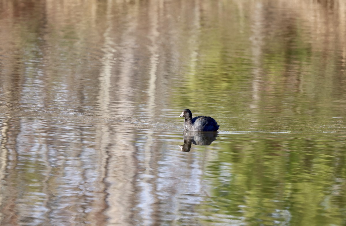 American Coot - ML612301198