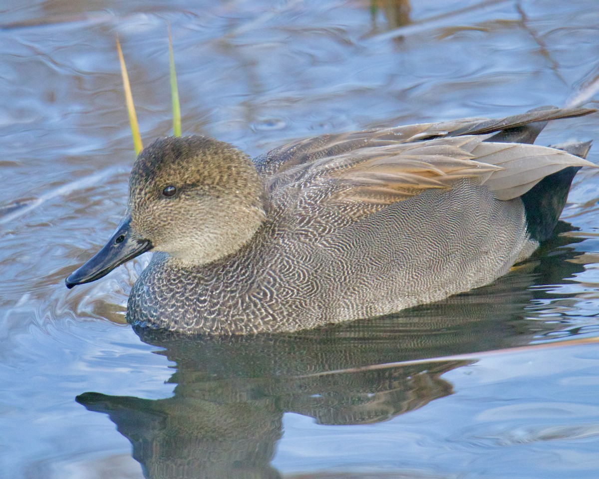 Gadwall - ML612301206