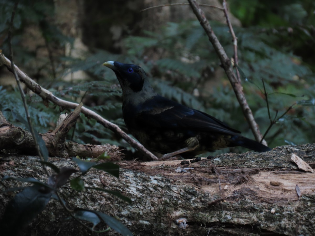 Satin Bowerbird - Jemaine Mulcahy