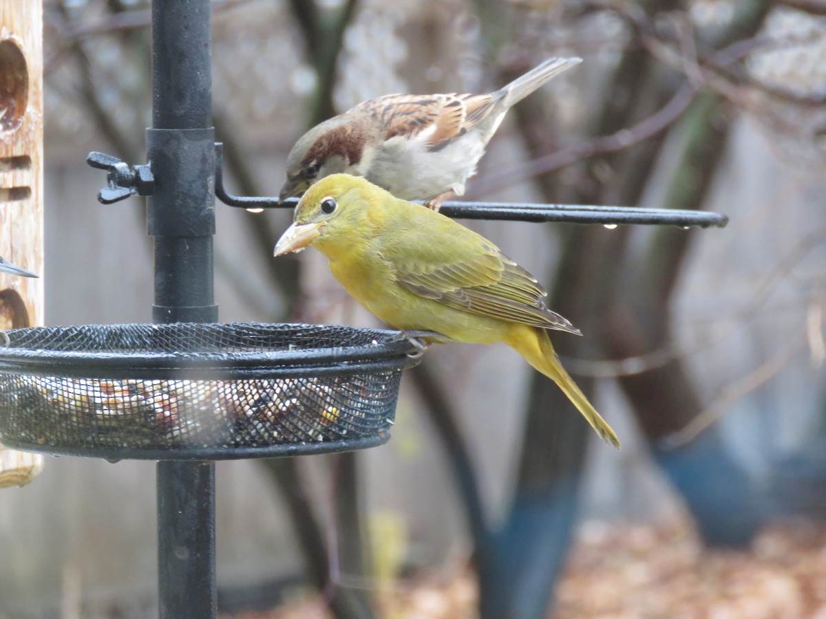 Summer Tanager - ML612301279