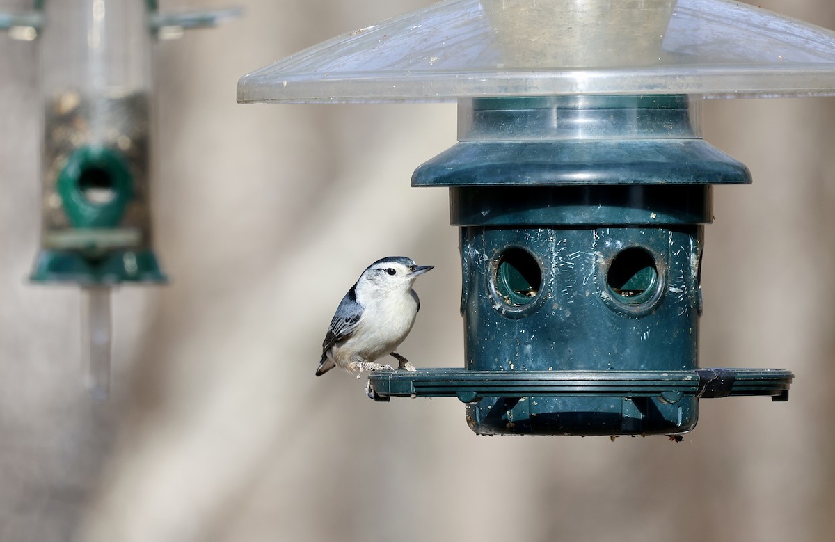 White-breasted Nuthatch - ML612301346