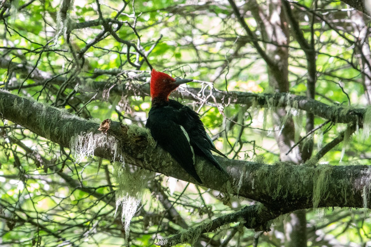 Magellanic Woodpecker - ML612301385