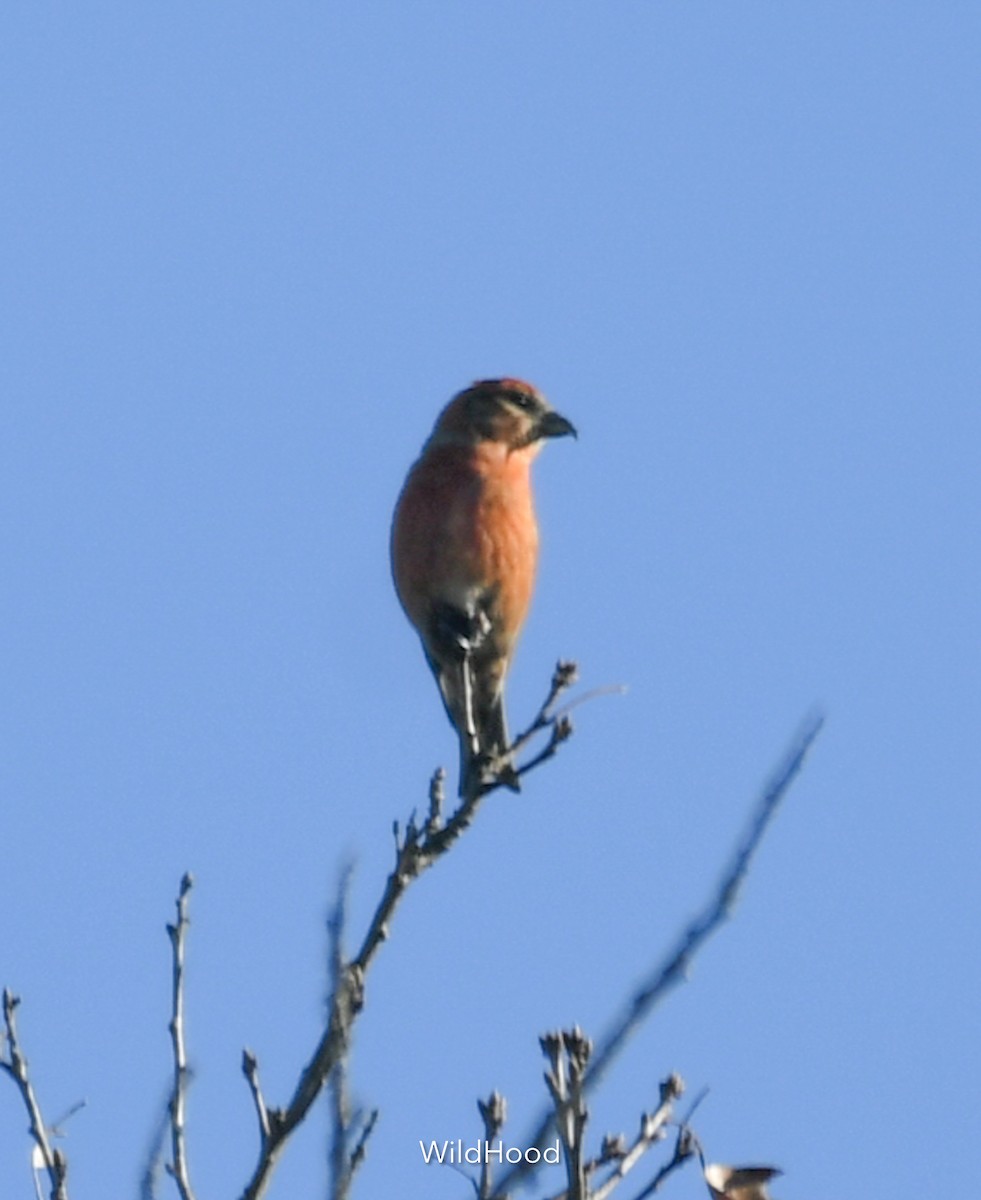 Red Crossbill - ML612301386