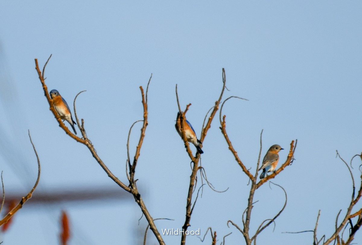 Eastern Bluebird - Kshanti Greene