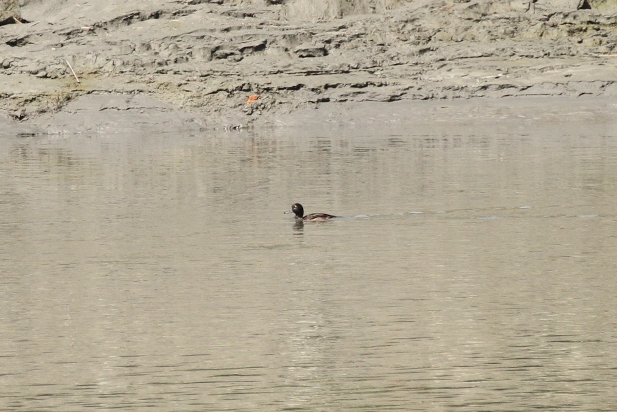 Tufted Duck - ML612301390