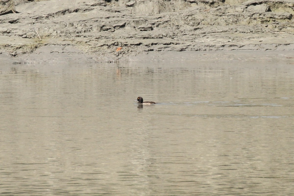 Tufted Duck - ML612301391