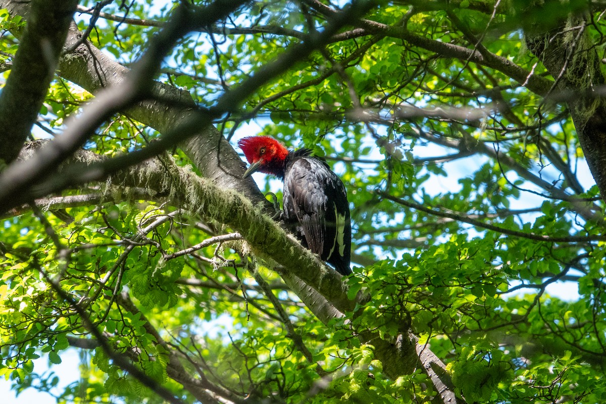 Magellanic Woodpecker - ML612301408