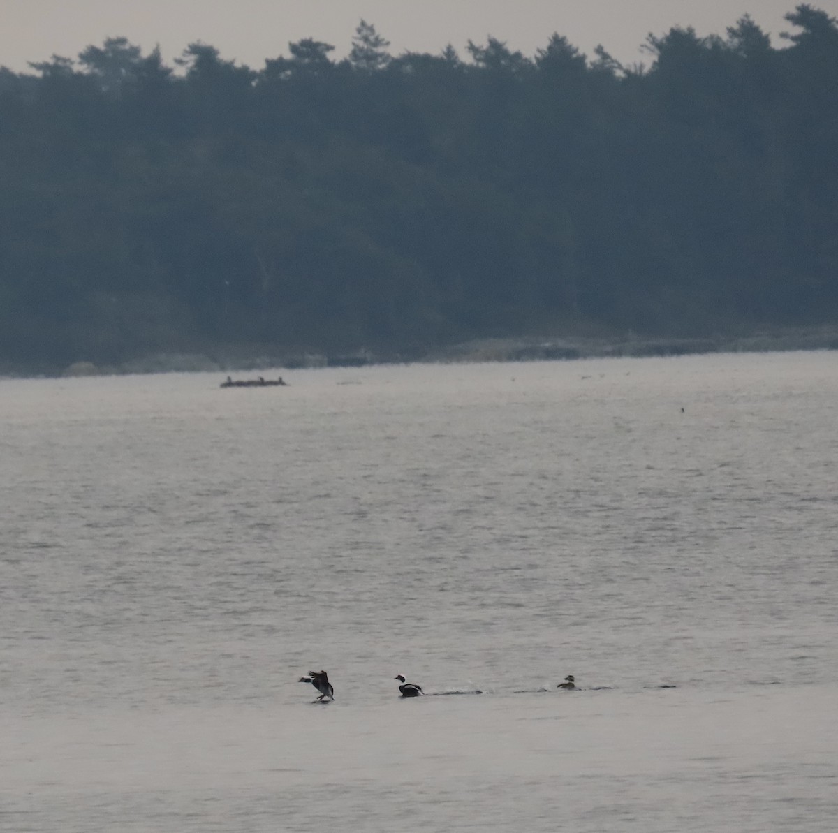 Long-tailed Duck - ML612301524