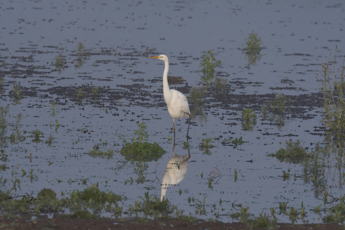 Great Egret - ML612301543