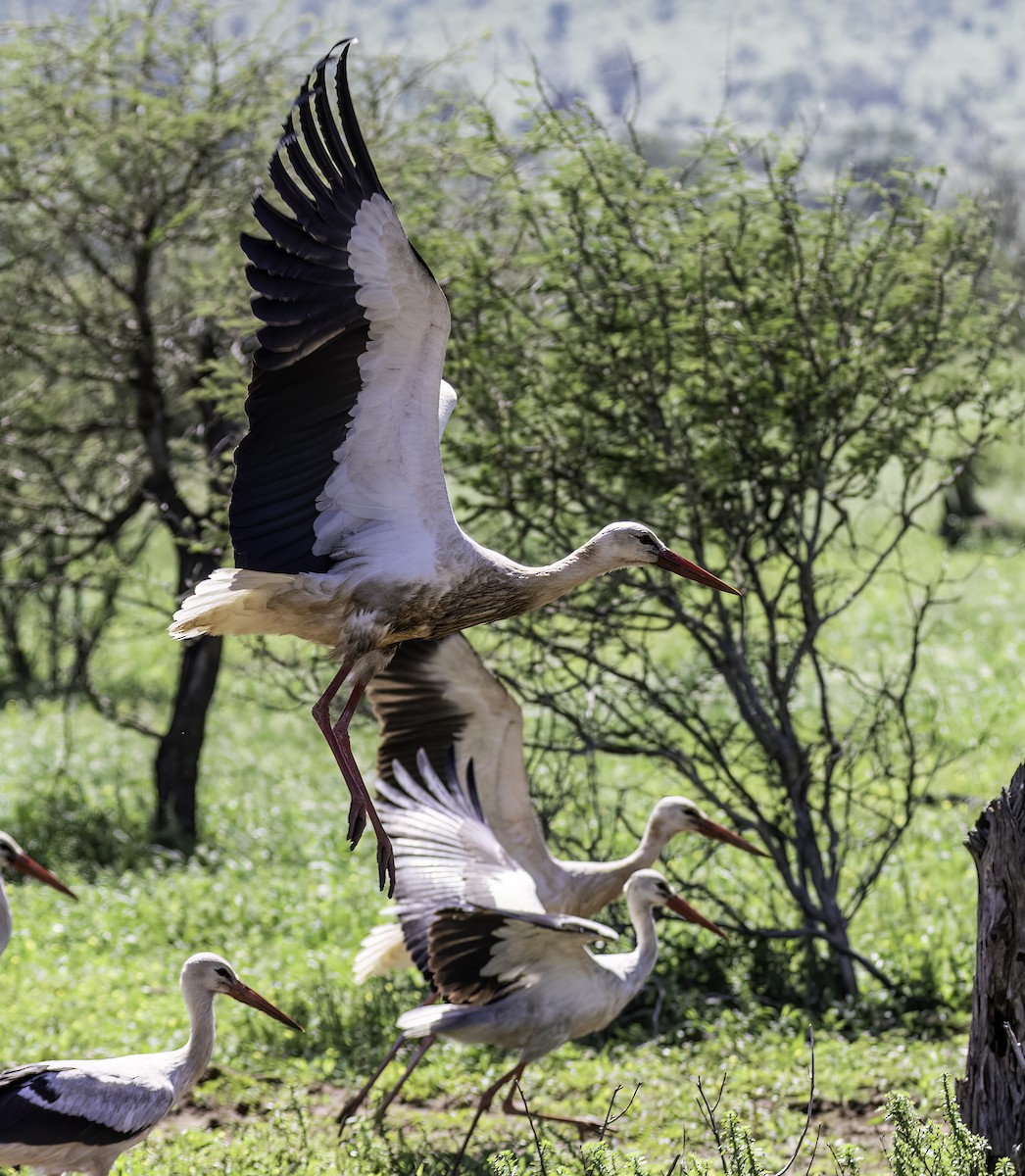 White Stork - ML612301591